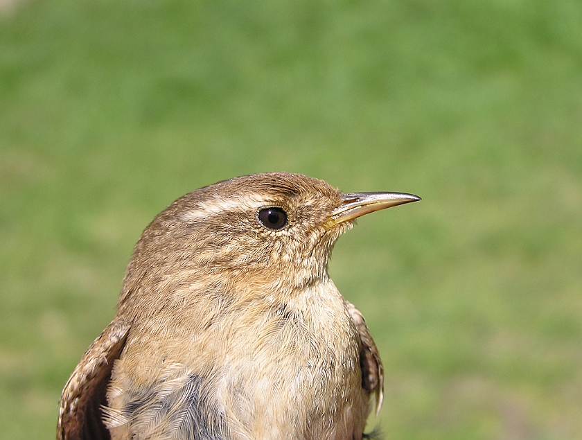 Winter Wren, Sundre 20070429